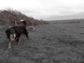 Dog on field against sky