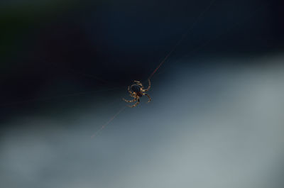 Close-up of spider on web