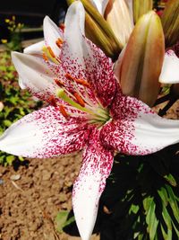 Close-up of flowers blooming outdoors