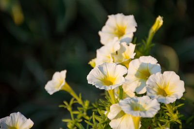 Close-up of white flowering plants