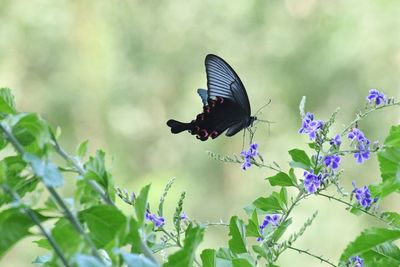 Butterfly pollinating on purple flower