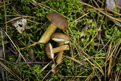 Close-up of mushroom growing on field