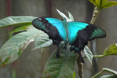 Close-up of butterfly on leaf