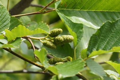 Close up of green leaves