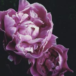 Close-up of pink flower