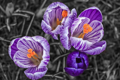 Close-up of purple crocus blooming outdoors