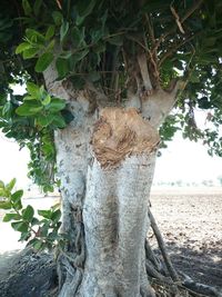 Close-up of tree trunk