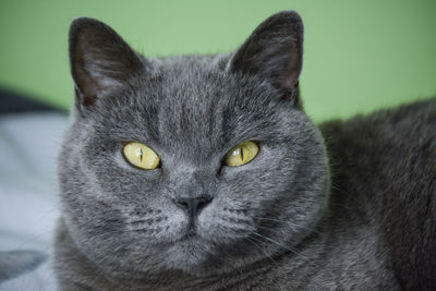 Close-up portrait of cat