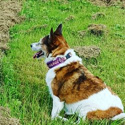 High angle view of dog sitting on field