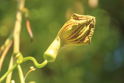 Close-up of green leaves