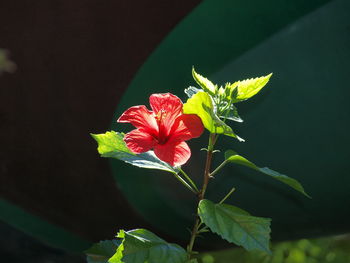 Close-up of red flowering plant