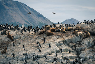 Flock of birds on a land