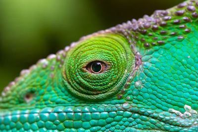 Close-up of lizard