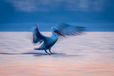 Close-up of bird in lake