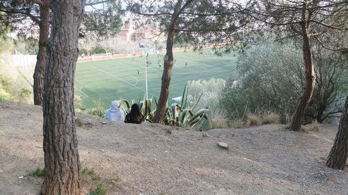 Trees growing in sunlight