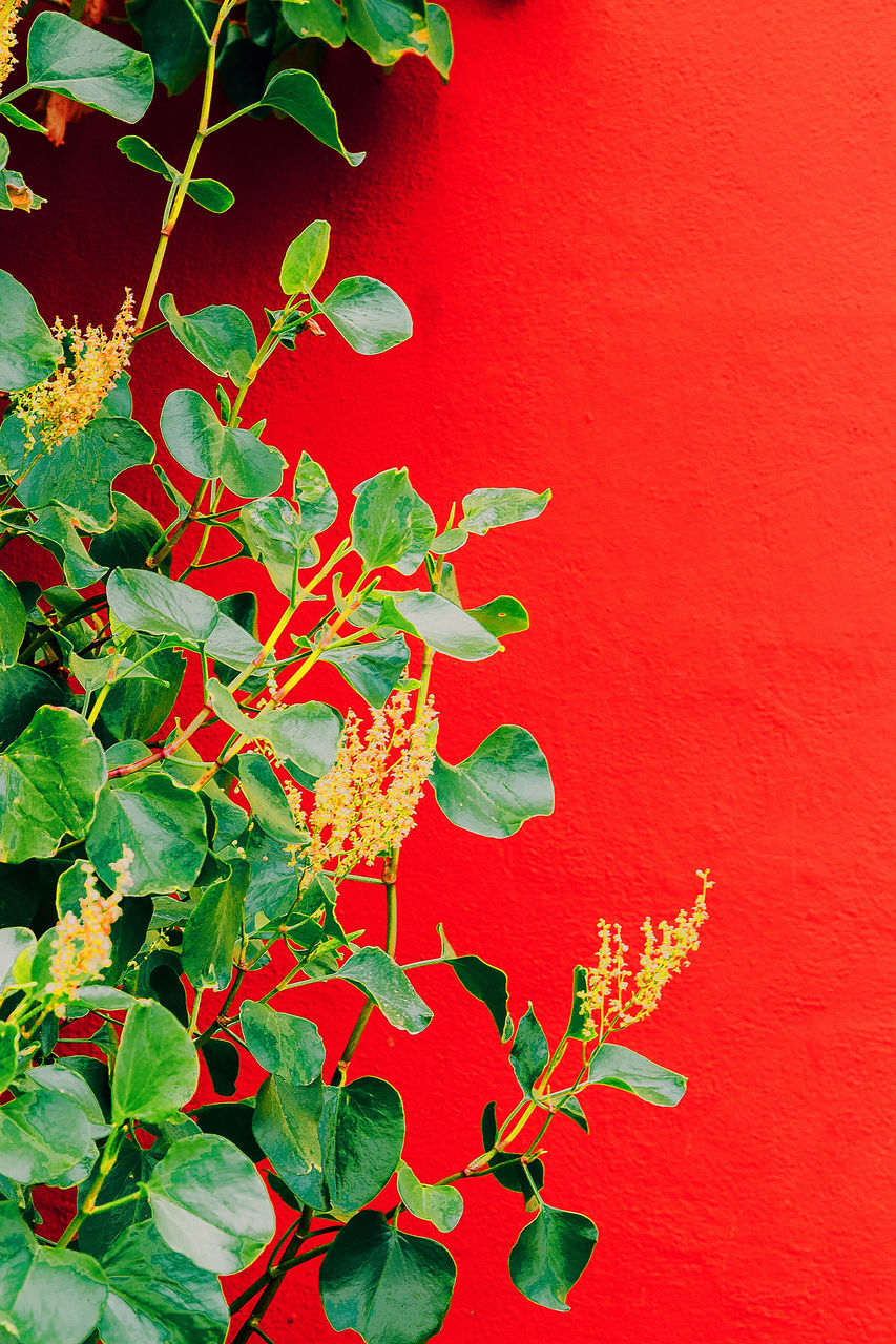 red, plant part, leaf, plant, no people, growth, nature, branch, flower, green, tree, beauty in nature, wall - building feature, close-up, shrub, freshness, colored background, outdoors, produce, day, vibrant color, food and drink