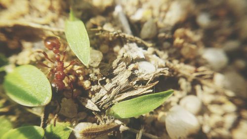 Close-up of insect on plant