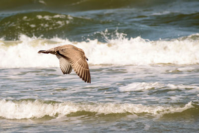 Bird on shore at beach