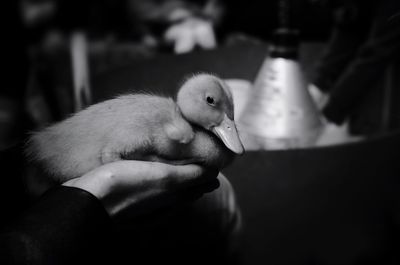 Close-up of baby hand