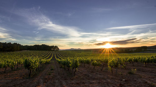 Scenic view of vineyard against sky during sunset