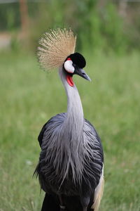 Close-up of a bird on field