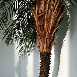 Close-up of palm tree branch