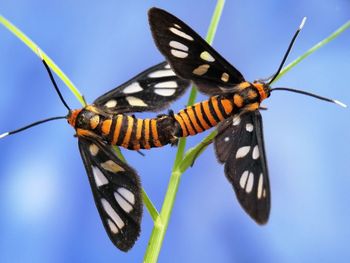 Close-up of butterfly on flower