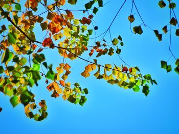 Low angle view of tree against sky