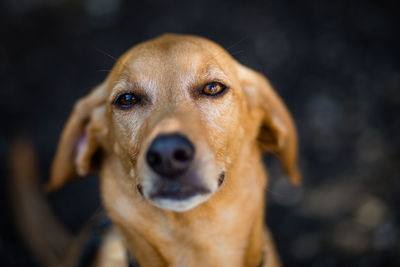 Close-up portrait of dog