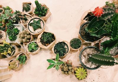 High angle view of potted plants