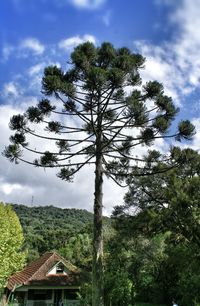 View of trees against cloudy sky