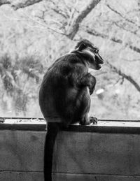 A monkeys window on the world