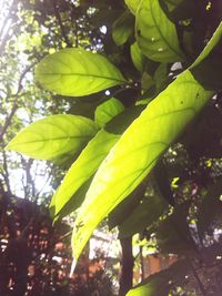 Low angle view of leaves on tree