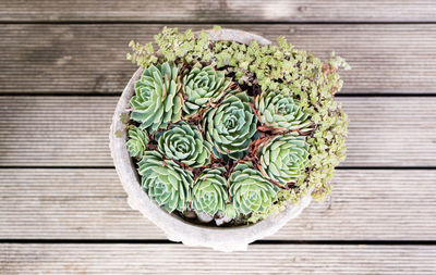 Close-up of plant against white background