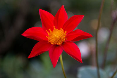 Close-up of red flower