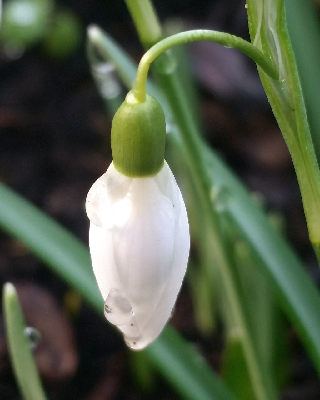 CLOSE-UP OF WHITE ROSE ON LEAF