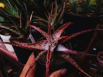 Close-up of hand holding plant