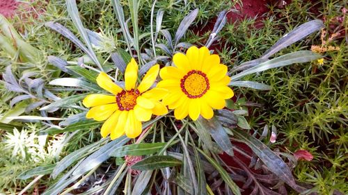 Close-up of yellow flower