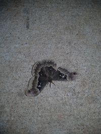 High angle view of crab on sand