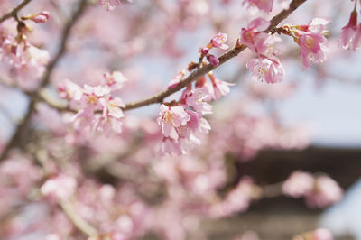 Cherry blossoms blooming on twig