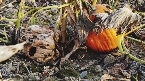 Close-up of pumpkin on field during autumn