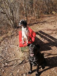 Dog standing on banche