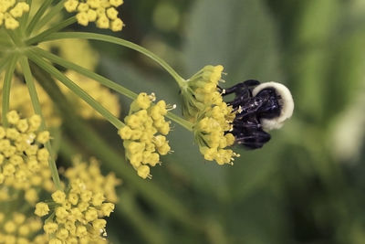 Close-up of insect on yellow flowering plant