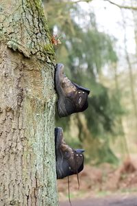 Close-up of lizard on tree trunk