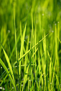 Grass in morning sunlight