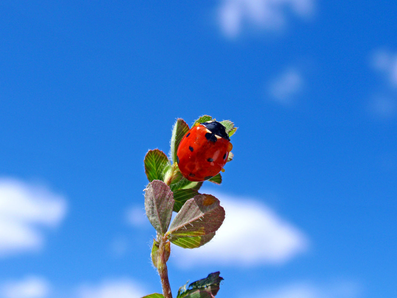 Seven spot ladybird