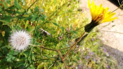 Close-up of insect on plant