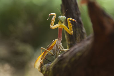 Hierodula venosa spesies mantis from borneo forest