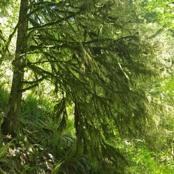 View of trees in forest