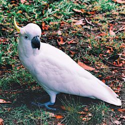 White bird perching on a field